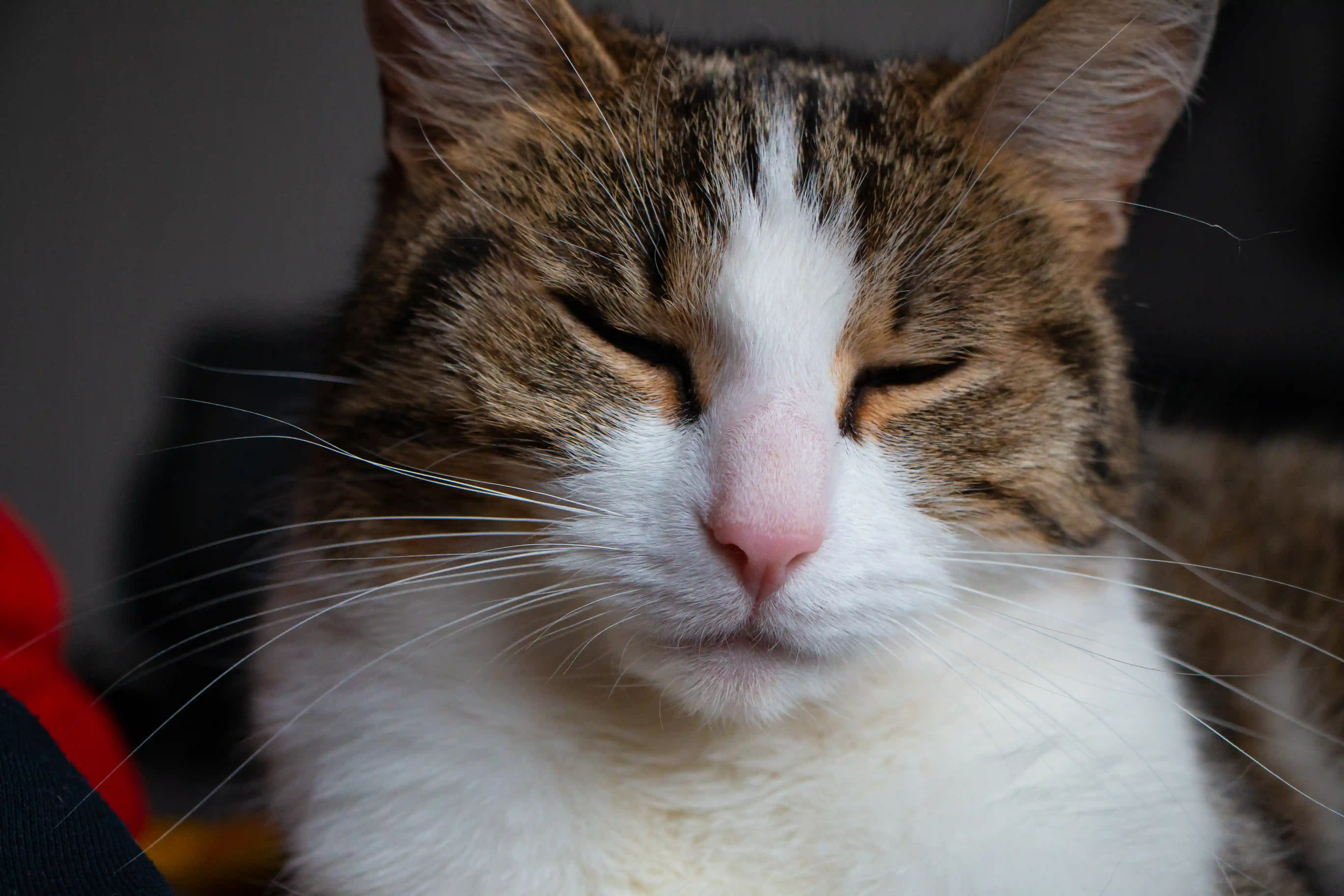 Katze mit geschlossenen Augen