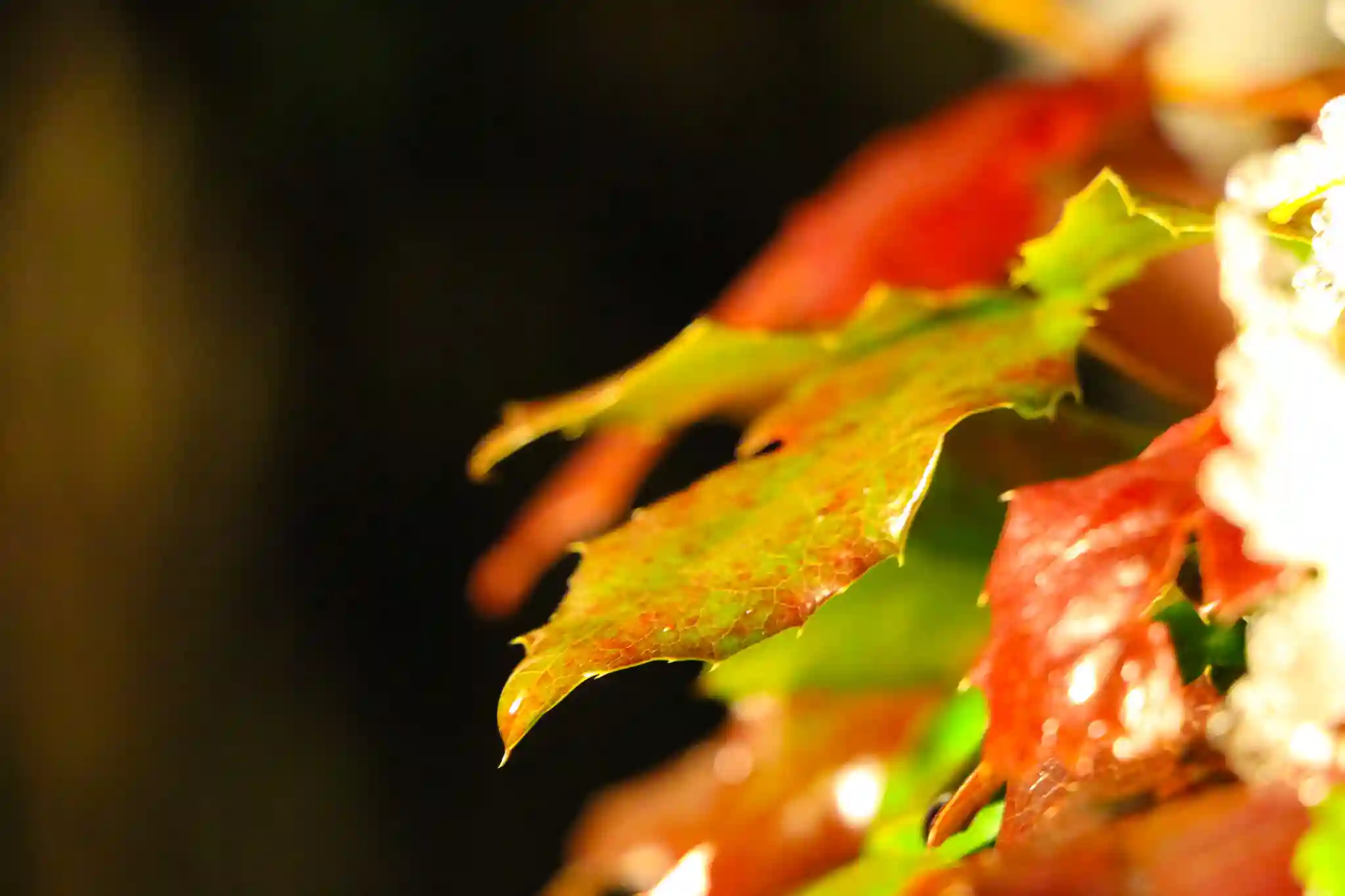 Blatt im Schnee 2